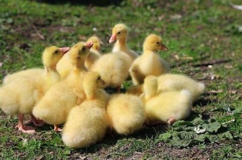 鵝孵蛋|種肉鵝飼養管理指引